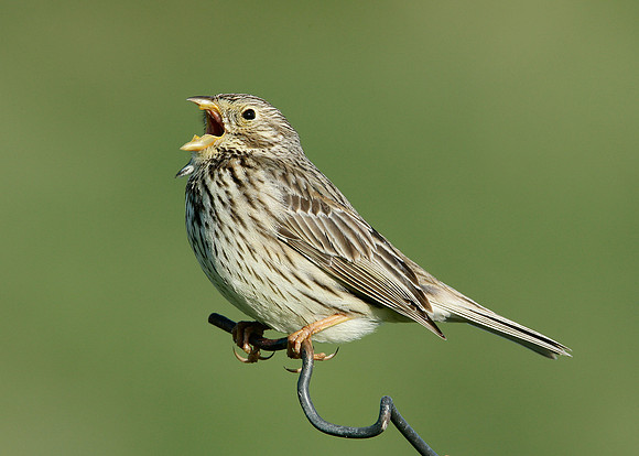 Corn Bunting Miliaria calandra