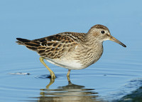 Pectoral Sandpiper Calidris melanotos