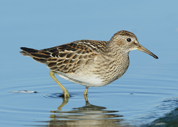 Pectoral Sandpiper Calidris melanotos
