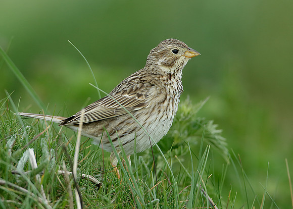 Corn Bunting Miliaria calandra