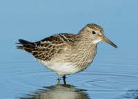 Pectoral Sandpiper Calidris melanotos