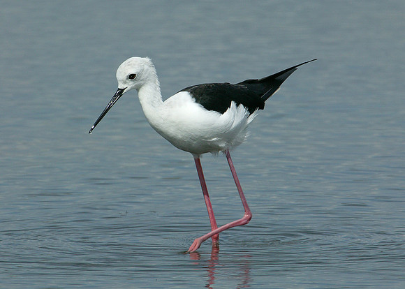 Black-winged Stilt Himantopus himantopus