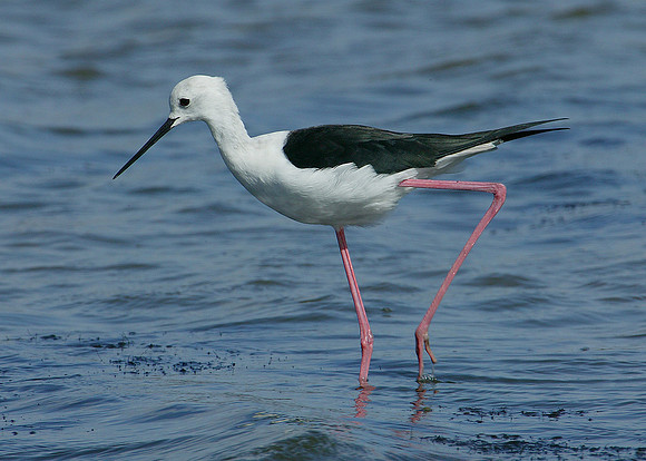 Black-winged Stilt Himantopus himantopus