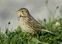 Corn Bunting Miliaria calandra