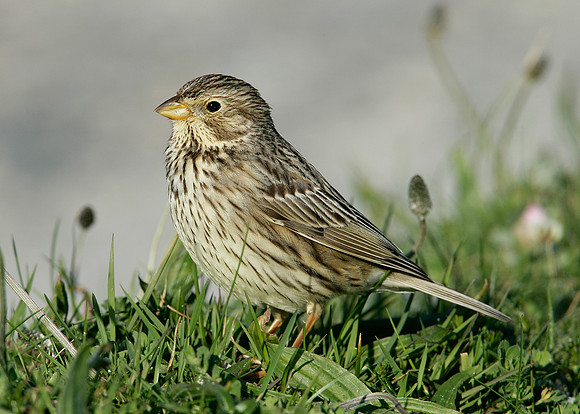 Corn Bunting Miliaria calandra