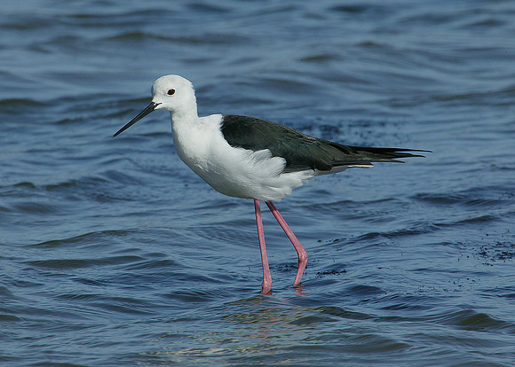 Black-winged Stilt Himantopus himantopus