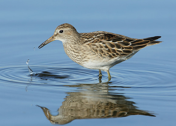 Pectoral Sandpiper Calidris melanotos