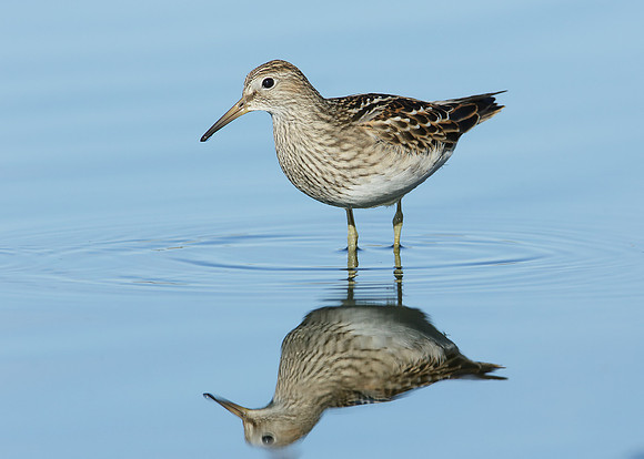 Pectoral Sandpiper Calidris melanotos