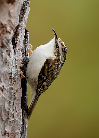 Treecreeper Certhia familiaris