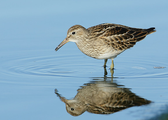 Pectoral Sandpiper Calidris melanotos
