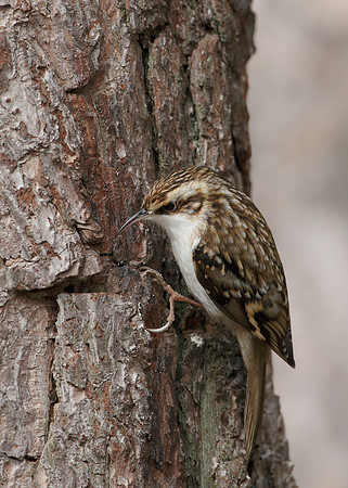 Treecreeper Certhia familiaris