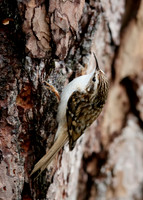 Treecreeper Certhia familiaris