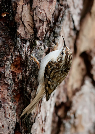 Treecreeper Certhia familiaris