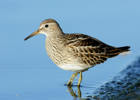 Pectoral Sandpiper Calidris melanotos