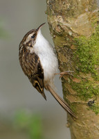 Treecreeper Certhia familiaris