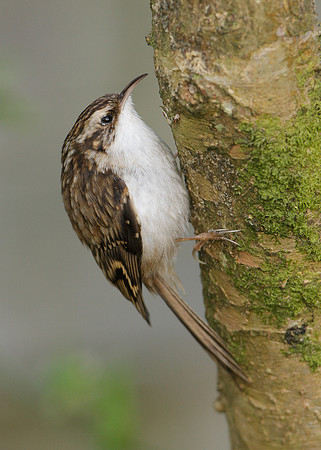 Treecreeper Certhia familiaris