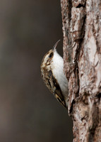 Treecreeper Certhia familiaris