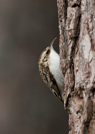 Treecreeper Certhia familiaris