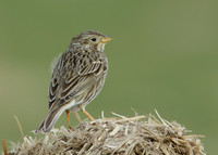 Corn Bunting Miliaria calandra
