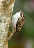 Treecreeper Certhia familiaris