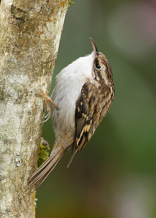 Treecreeper Certhia familiaris