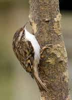 Treecreeper Certhia familiaris