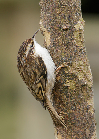 Treecreeper Certhia familiaris