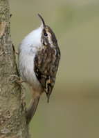 Treecreeper Certhia familiaris