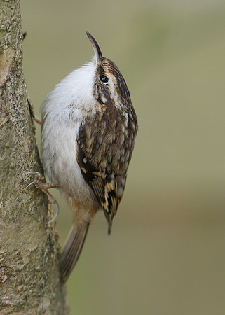 Treecreeper Certhia familiaris