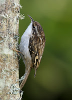 Treecreeper Certhia familiaris