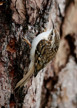 Treecreeper Certhia familiaris