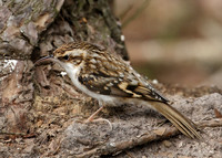 Treecreeper Certhia familiaris