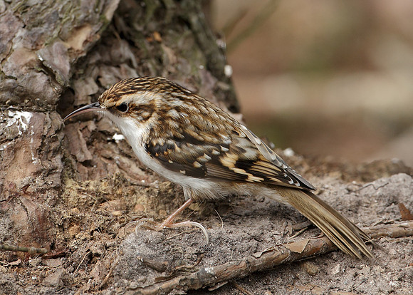 Treecreeper Certhia familiaris