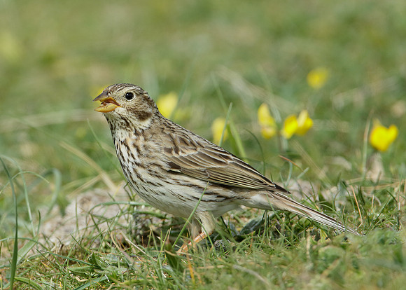 Corn Bunting Miliaria calandra