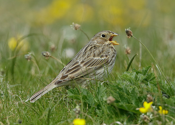 Corn Bunting Miliaria calandra