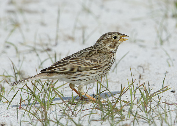 Corn Bunting Miliaria calandra