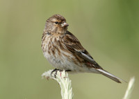 Twite Carduelis flavirostris
