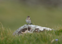 Twite Carduelis flavirostris