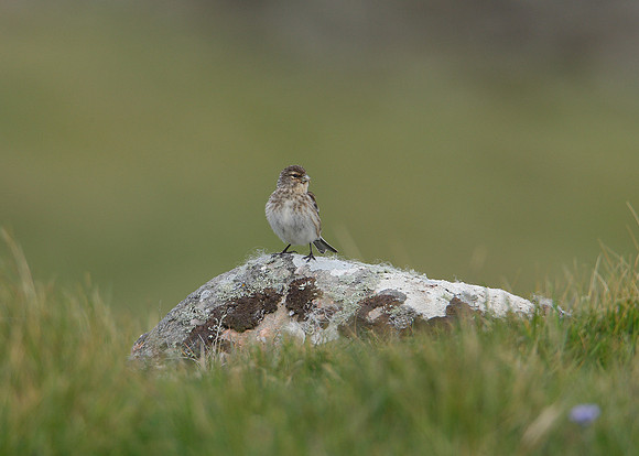 Twite Carduelis flavirostris