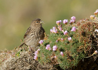 Twite Carduelis flavirostris