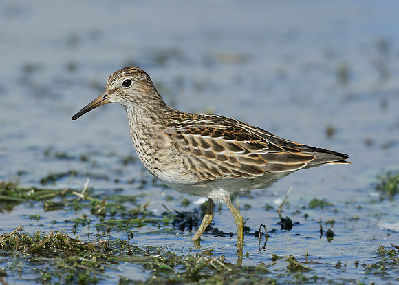 Pectoral Sandpiper Calidris melanotos