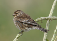 Twite Carduelis flavirostris