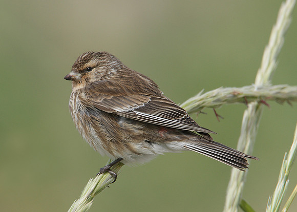 Twite Carduelis flavirostris