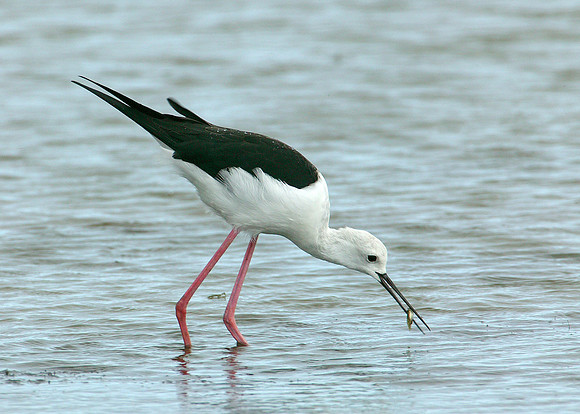 Black-winged Stilt Himantopus himantopus