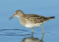 Pectoral Sandpiper Calidris melanotos