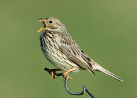 Corn Bunting Miliaria calandra