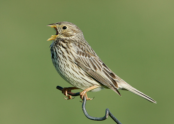 Corn Bunting Miliaria calandra