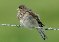 Twite Carduelis flavirostris