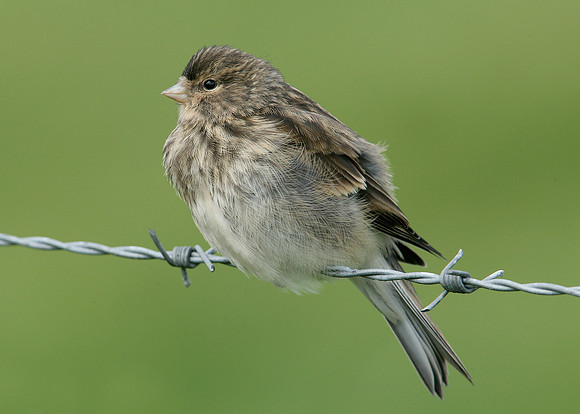 Twite Carduelis flavirostris