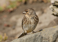 Twite Carduelis flavirostris
